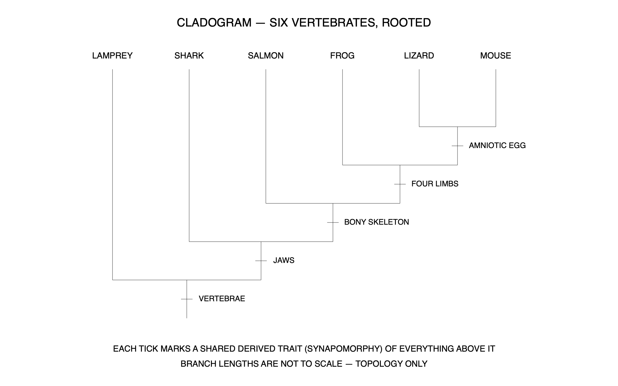 Cladogram of six vertebrates — a C3 drawing produced by C3 Assistant