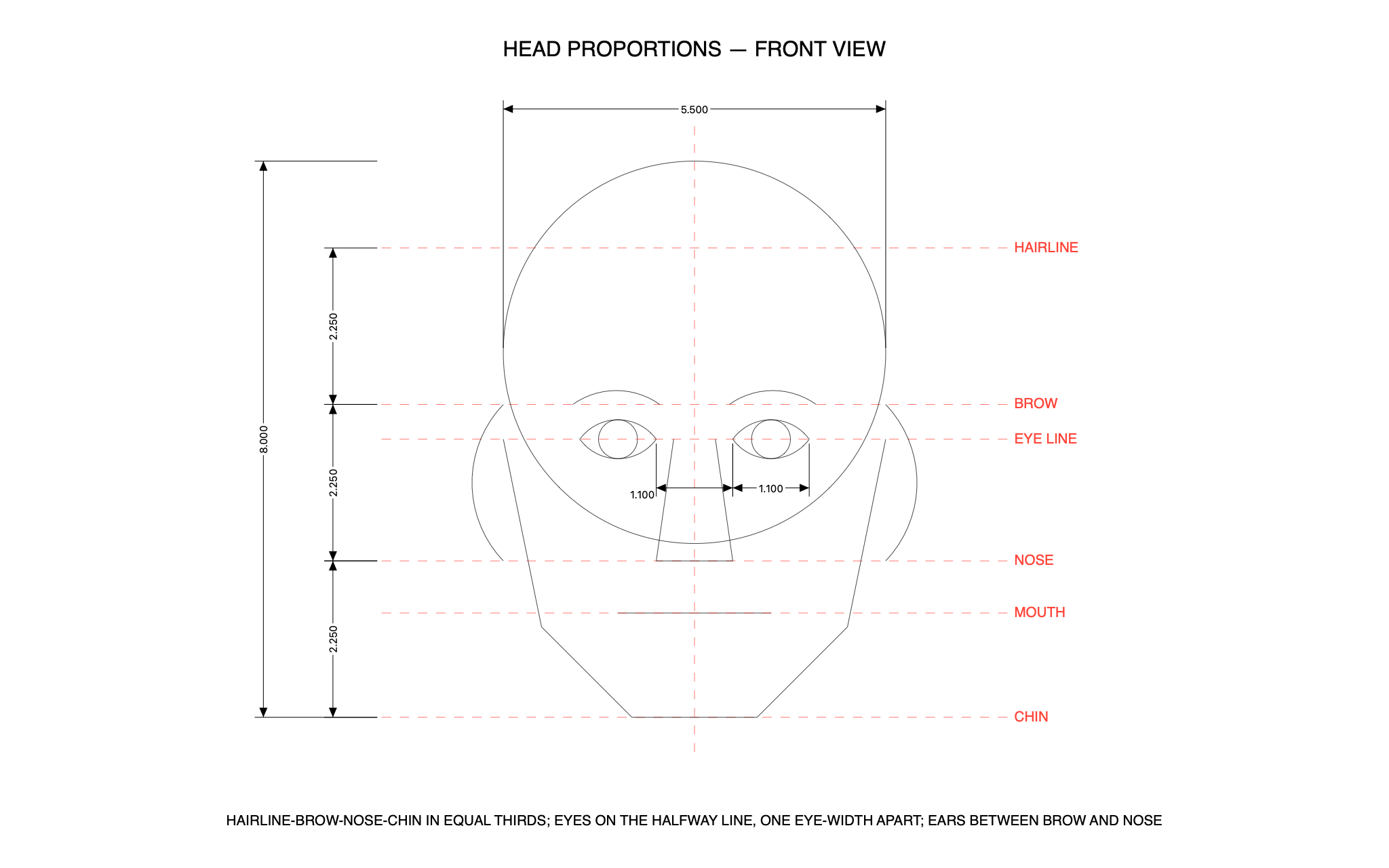 Head proportions, front view — a C3 drawing produced by C3 Assistant